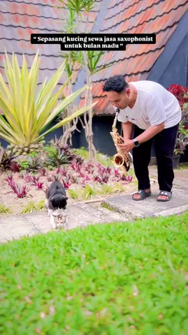 Romantis banget ya cing 🥲 #kucing #kucingviral #saxophone #fyp #foryou