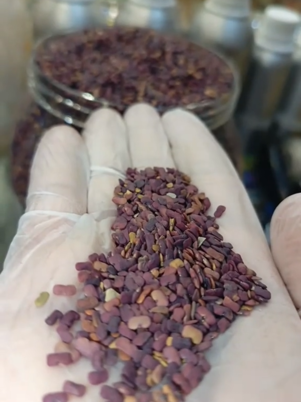 #حلبة الخيل#فوائد الحلبه#اعشاب #عملاق العطارة#الدمام