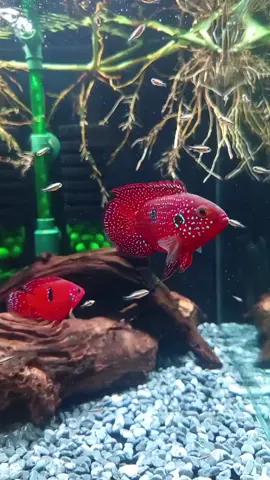 cặp vợ chồng đang chill bên đàn con | Cá kim cương đỏ short #cakimcuongshort 