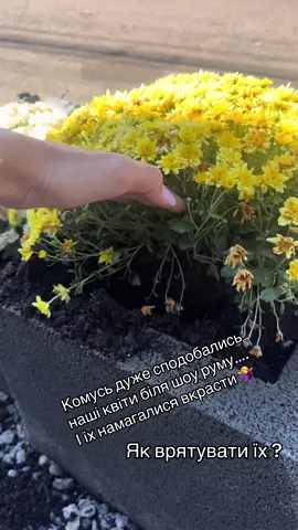 очікувано, але сподівалися на розсудливість людей. за ніч вони були вирвані з вазону і напевно захворіли..  #адамант #сантехніка #вінниця #квіти 