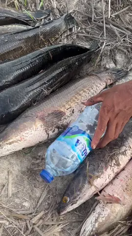 lumayan dapat mancing hari ini #fyp #lewatberandamu #tiktok 