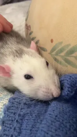 Rat boggle, rat is grace. He pop his eyes comfortable out of his face #rat #ratboggle #memestiktok #CapCut 