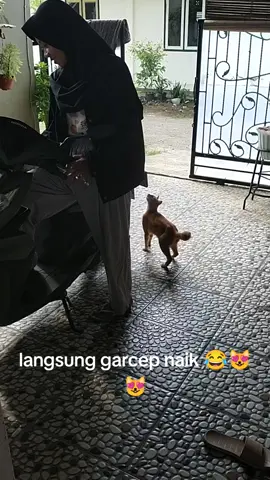 nonong otw jalan jalan ... #kucinhkampunh #kucingmarble #kucingoren #kucingnaikmotor #kucingjalanjalan