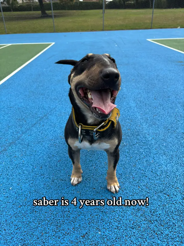 #saber #bullterrier 