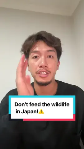 Don't feed the wildlife in Japan!⚠️ Lately in Japan, there have been more and more reports of people being attacked by bears. It wasn’t so common before, but the number of incidents has suddenly increased. One possible reason is that some tourists have been feeding wild animals, which makes bears lose their natural fear of humans. Aside from official cases like the deer crackers in Nara, never feed wild animals. Please follow the rules and respect local manners so you can enjoy a safe and fun trip in Japan 🇯🇵 ____________________________________ 📍 Please check the LINK IN OUR PROFILE to book authentic tours and experiences. 🤝 Let our professional concierge help you choose the perfect experiences or design a complete, all-inclusive package. 📝 Fill in your travel details, and we’ll reach out on WhatsApp.(or Email) ✅ Prefer to book right away?  Reserve your spot directly on our website in seconds! Follow us for more Japan travel tips🇯🇵 #japantravel #japantrip #visitjapan #tourguideinjapan #japantraveltips   
