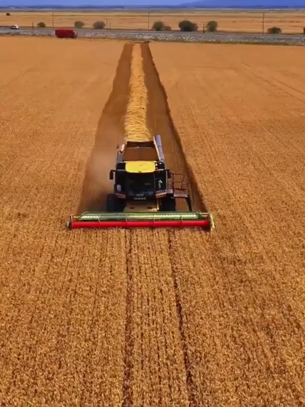Xinjiang 70 years丨A bumper harvest Harvest season in Xinjiang offers a glimpse of 70 years of economic and social progress. #Xinjiang70 #ChineseModernisation
