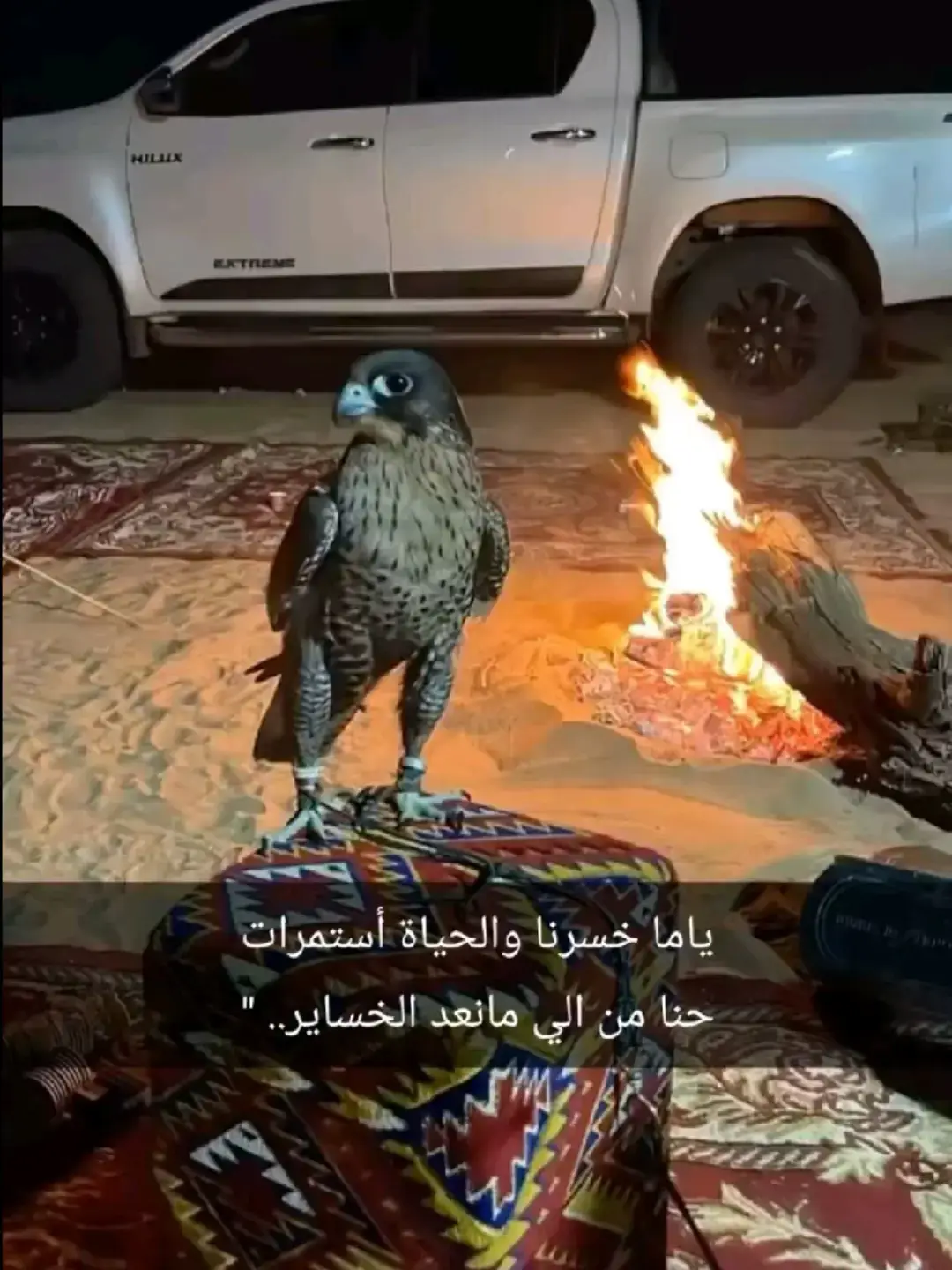 #سبع_اليل_الشمالي_الحساب_الرسمي 