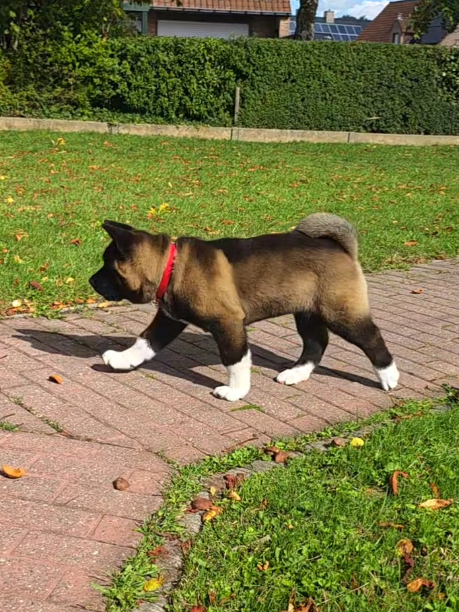 Happy birthday to Rocky 🥳🎈🎂  Today 3 months 👏👏👏 A good boy 🐾🐶  #akitaamericain #akitaamericano #americanakita #puppydog #akita 