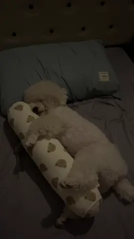 Tưởng em bé nào k á #poodle 