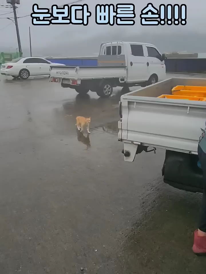진짜 빠르다 빨라!! #고양이 #펀치 #먹방 #고등어