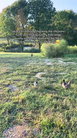 homesteading life 😅 #chickens #bunnies #freerange #homestead #farm 