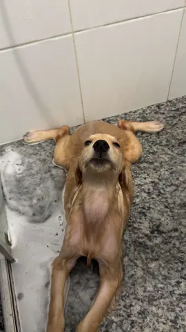 In the 🌧️ #pet#dog