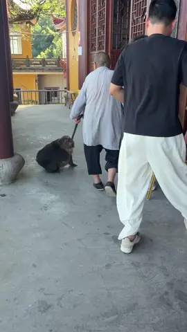 Xingxing was going to bite a tourist again today and was criticized by his grandma. #monkey #animal #foryou #fyp #lovely  