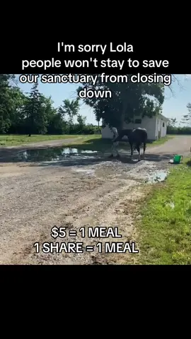 #fypシ #fyp #viralvideo #horse #viral 