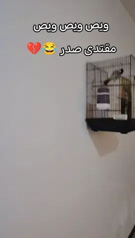 للمعلوميه اني مو صدري بس البلبل لاگطها الكلمه ♥️ #بلبل_تمر_أليف #بلابل_العراقيه #بلبل_عراقي_ابيض_الخدين #طيور #بلبل 