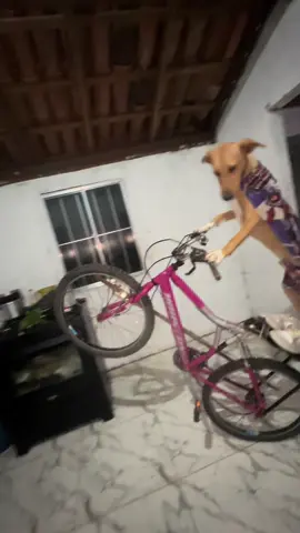 #foryou #alegria #bicicleta #risos #cachorros 