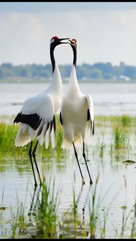 They are in happy mode 🤩🦩🦩🦩