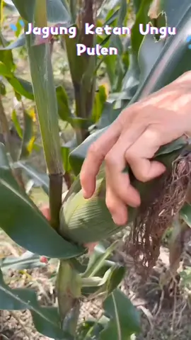 jangung ketan ungu pulen #jagung #kebun #sayuran 