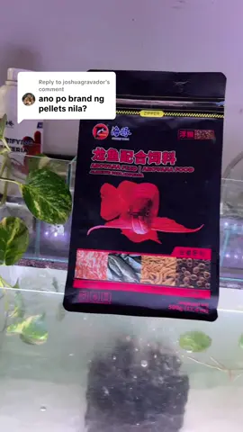 Replying to @joshuagravador Porpoise Arowana Food Pellets lang malakas!😎 #fyp #fish #arowana #pellets #porpoise 