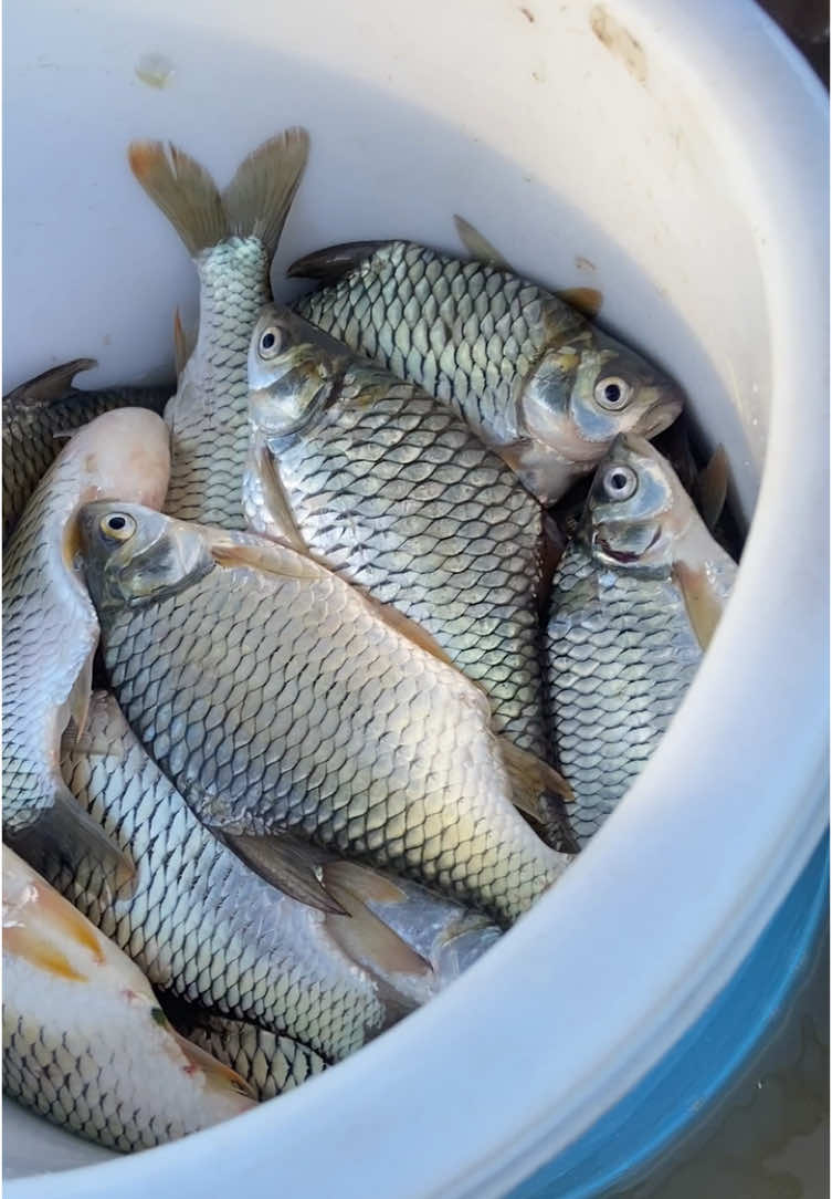 #เทรนด์วันนี้ #🐟🐟🐟🐟🐟🐟🐟🐟🐟🐟🐟🐟🐟🐟🐟 #ໄລ່ມອງຫາປາ#ย่าปิดการมองเห็นผมน่ะ #ฟีดดดดดดดดดด🥺 