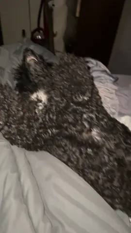 I’m dead 💀😂#poodle #lazy #dogsoftiktok 