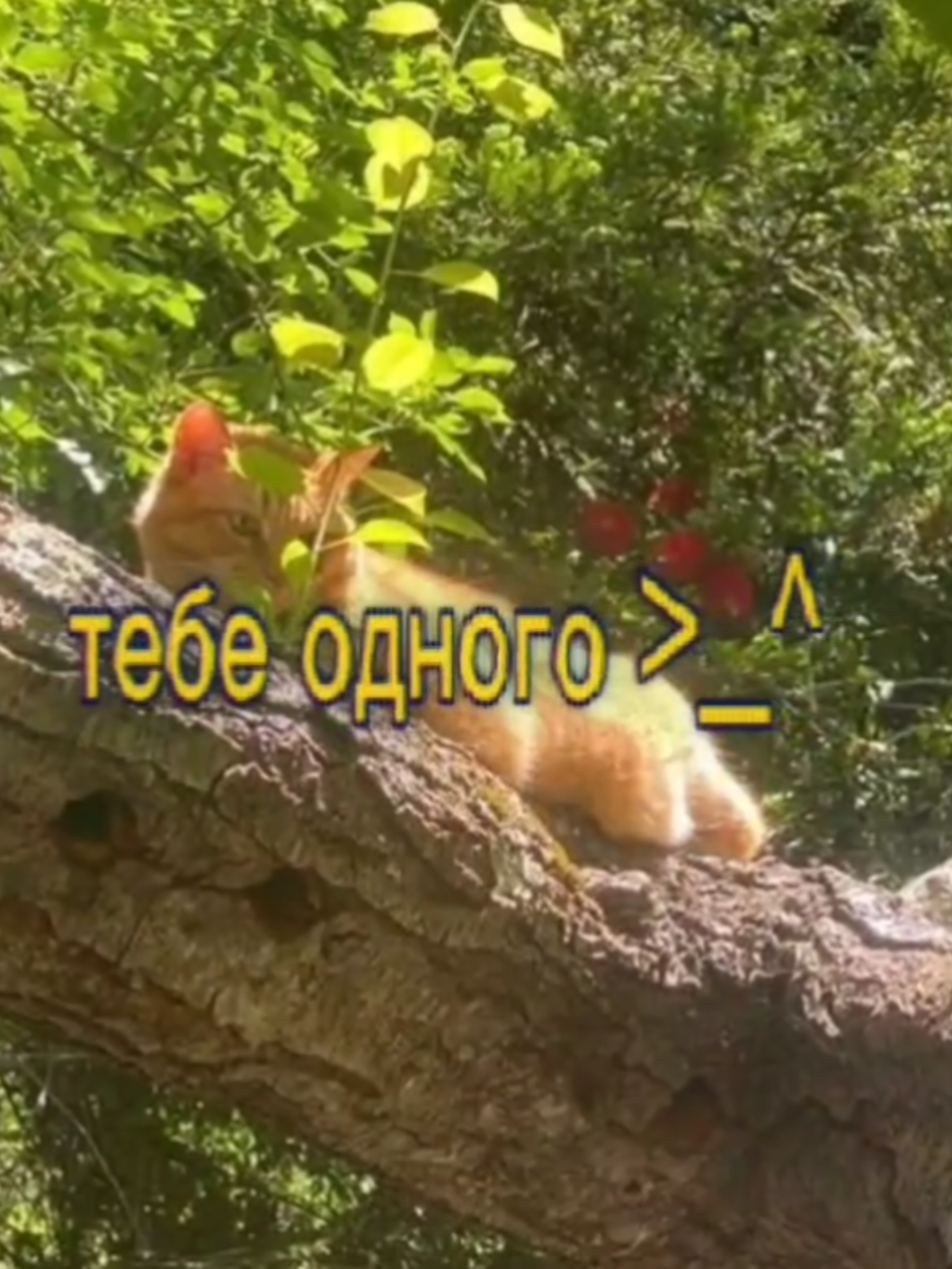 твое нежное безумие-печенье и шоколад #тнб #твоенежноебезумие #song #fyp #music 