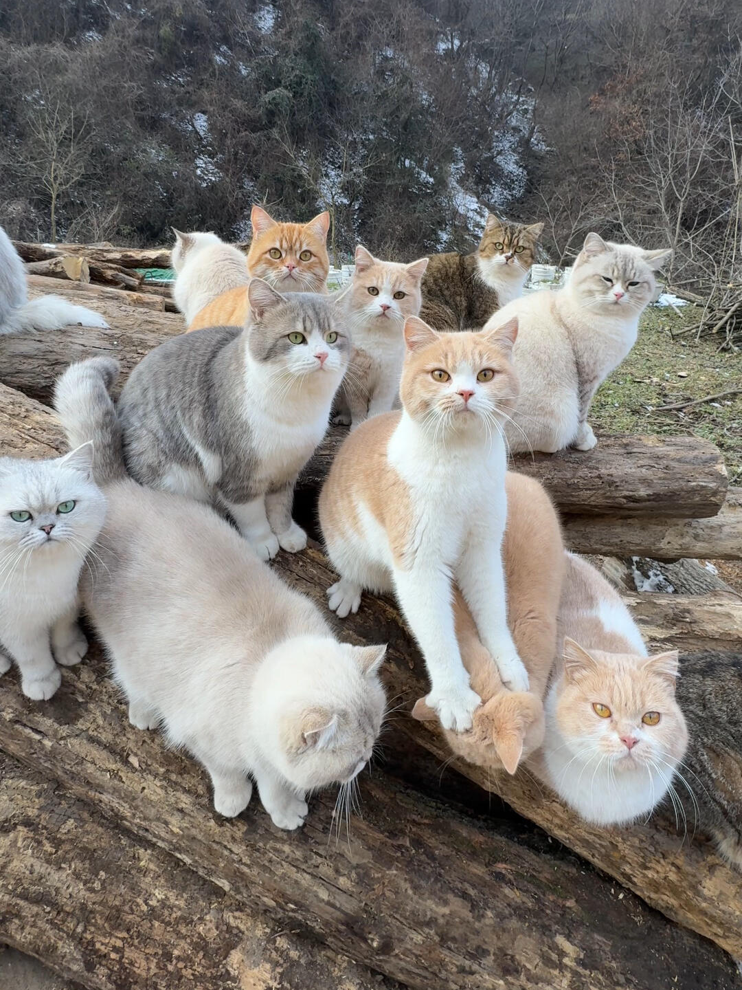 句句有回应是小猫爱的证明 #终南山喵山居日常 #我的小猫幸福我就幸福 #被小猫咪治愈的一天 #谁能不为小猫咪着迷呢 #小院时光 #原来你是这种小猫咪 #没有小猫这个地球怎么转 #回村的猫咪 #猫咪一家人 #院子里的猫