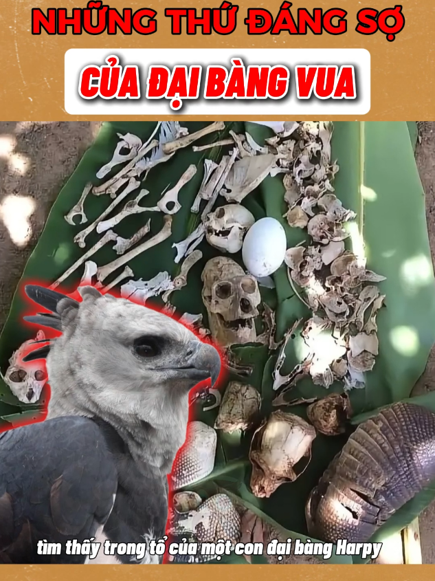 Nhiều Gymer Nhột Khi Thấy Con Đại Bàng Này 🤣#thaukinhdongvat #sựthậtđángngạcnhiên #hashtag @𝐃𝐮𝐲•𝐞𝐝𝐢𝐭『★』✓亗 @𝐃𝐮𝐲•𝐞𝐝𝐢𝐭『★』✓亗 @𝐃𝐮𝐲•𝐞𝐝𝐢𝐭『★』✓亗 