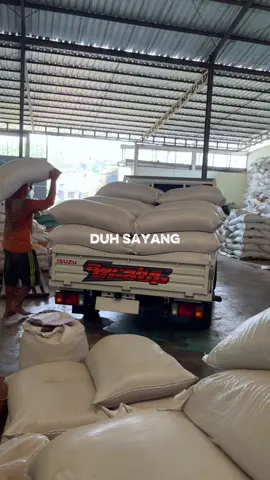 🤭🙏 #sapijumboo #pakansapi #pakandomba #pakankambing #gudangpakan 