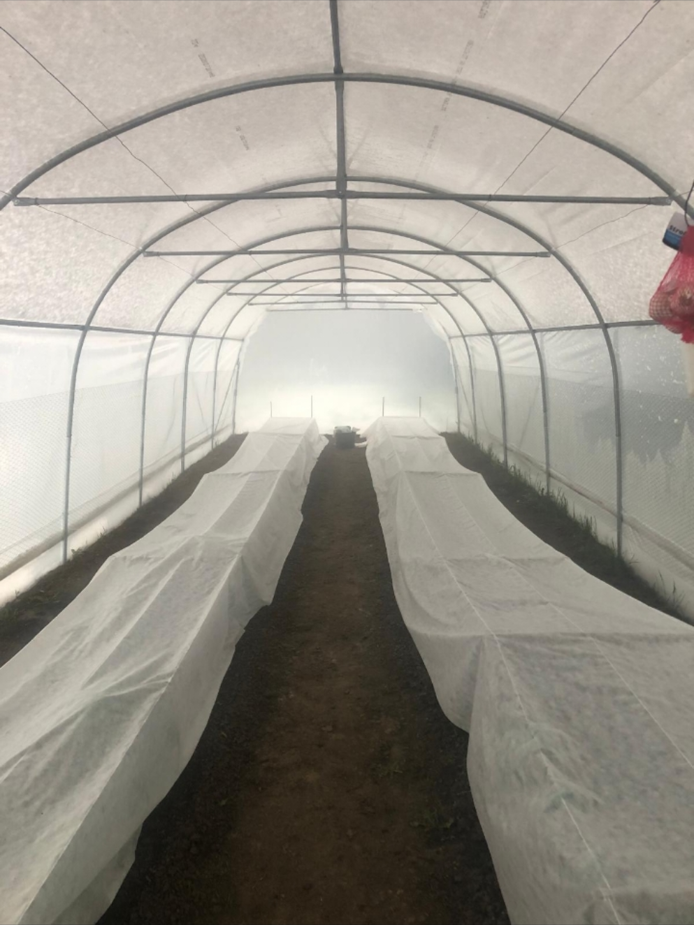 #solargradina #solarlegume 