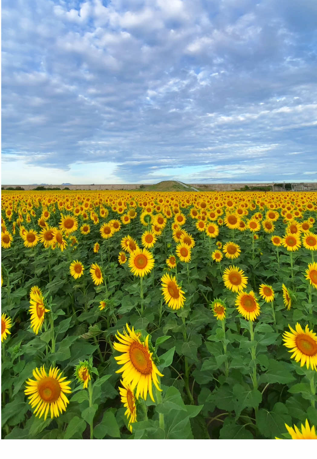 ついに見頃を迎えた九州No.1のひまわり畑🌻 夕日とひまわりのコラボは必見です！！ #日本 #九州 #福岡 #絶景 #おすすめ 