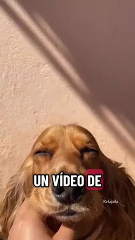 ojalá me hubieras durado 10 vidas, ojalá no te hubieras ido 🤍✨ #fypシ゚ #fyp 