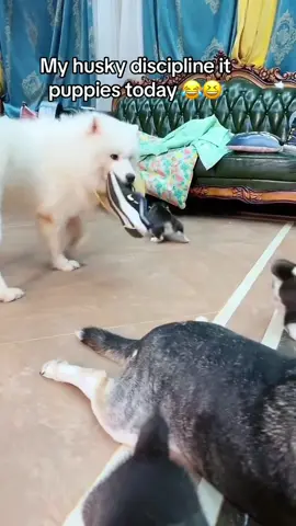 Even dogs know gentle parenting doesn't work🤣🤣#dog#funny#funnyanimals#funnypets#animals #dogsofttiktok #pet #foryou #longervideos