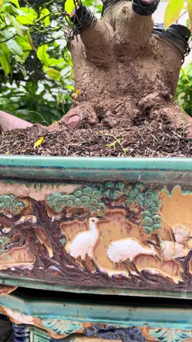 Loading... Bé Lùn#giaoxuannghia 