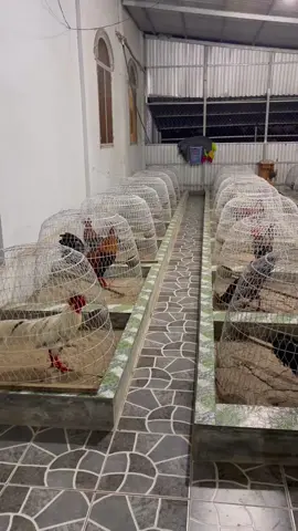 Buổi tối cùng mấy cục cưng 🥰 #lâmtâykiêngiang 