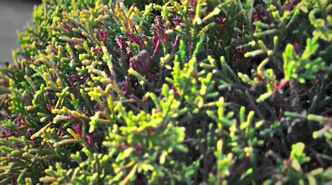 درت غلاء في عز شبابي🧑🏼‍🦯🔥#msrata🇱🇾 #fyp #ازيرا #تايوتا #اذكروا_الله #صلوا_على_النبي #مصراته_الصمود🇱🇾🇱🇾🔥😌 #طرابلس_ليبيا #ليبيا🇱🇾 #ازيرا2009 #ليبيا_طرابلس_مصر_تونس_المغرب_الخليج 