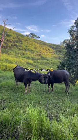 Free to use po😊 myday mo na😀 #nature #peacefullplace #fyppppppppppppppppppppppp #naturetherapy🌿🍀☘️ #bukidlife 