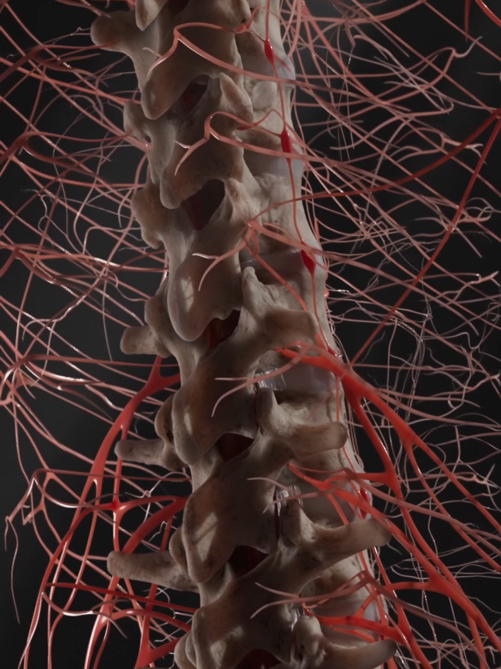 Quick anatomy drop: nerves running with the spine  #StudyTok #MedicalAnatomy #anatomystudy #ukstudent 