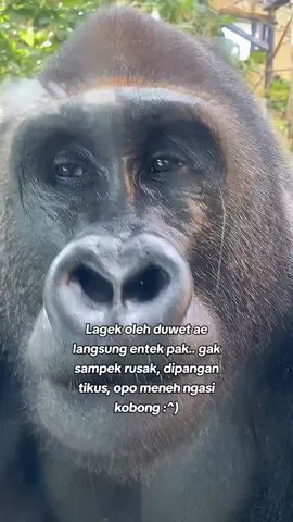 Ngece tenan iki😪