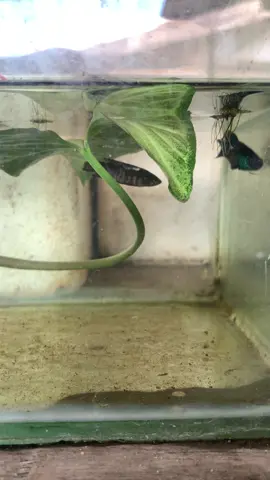 อีกวิธีทำให้ปลาคึก ไม่เคยกักครับ 🙏🏼#ปลากัดอีสานสกลนคร #อีสานสายกัด #ของดีเมืองสกลนคร #ลูกซ้อน💯 