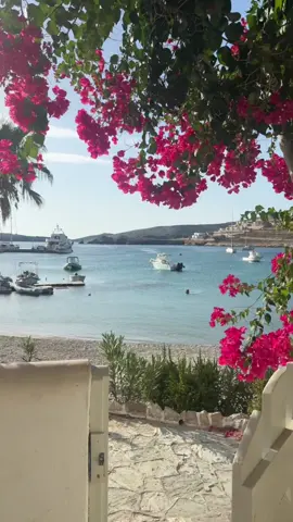 Sound on 🔊😻 #folegandros #greece #catsoftiktok #beach #vacations 
