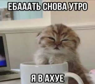 #мемозвучка #мемкотозвучка #озвучка #мемыкотята #котмем 