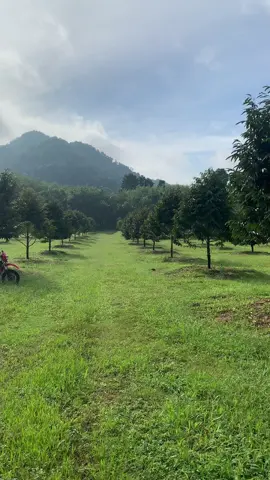 #สวนทุเรียน #วัยรุ่นสวนเรียน🌲 #ทุเรียนหมอนทอง 