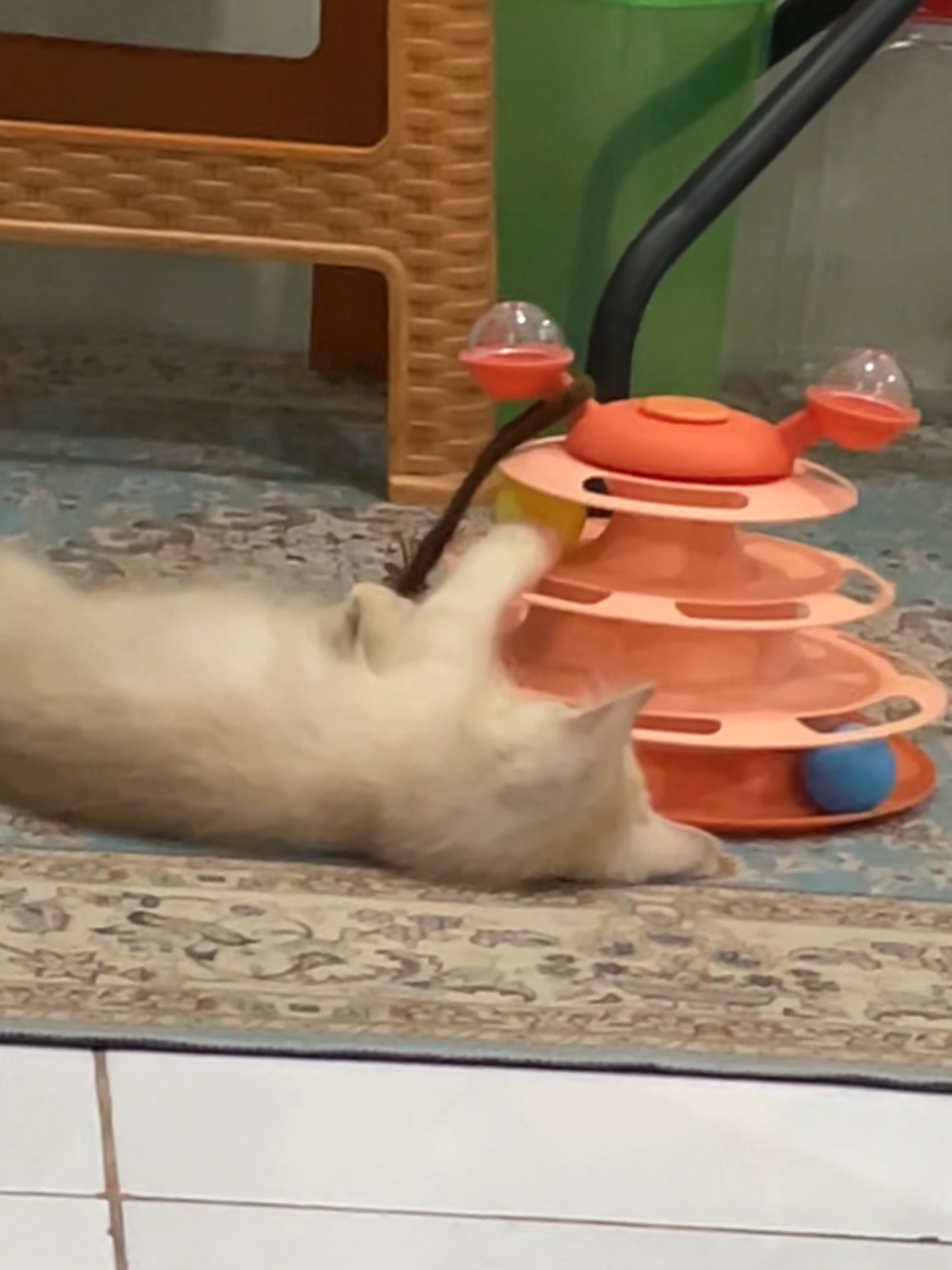 waktu kuyo blm bisa deketin luna, main sendirian... cian banet bayi ibu... ##kucing #fypシ #cat #oyenbarbar #fyp