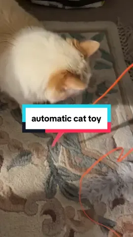 punzie loves the worm cat toys #cattoy #cattoyreview #tiktokshopfinds 
