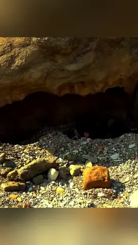 Build a house in the forest solo #bushcraft #build #survival #camping #viral 