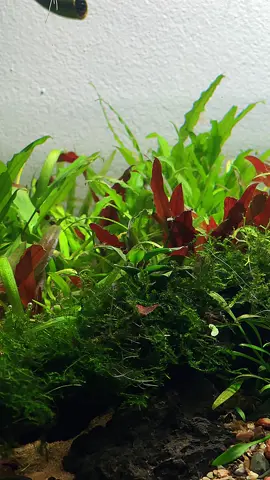 🌿🥣 Meet the new residents of my 1.5-month-old low-tech shallow tank (50×30×20) 💧✨ 🐟 Three lovely Galaxy Rasboras + a lively group of Neocaridina shrimp 🦐 💚 I just love watching the Rasboras dance together — pure magic! ✨ 💡✨ This WRGB SOLO light from FZone is just perfect for a low-tech tank 🌿💧 🍃 Plants are thriving and looking amazing! 💚 👉 Want one too? Grab it with a discount via the link in my bio 🔗🔥 🎥✨ If you haven’t seen the build video yet — go watch it now! 🔗👀 ⬇️ AquaDream  Dịch vụ thiết kế, lắp đặt và bảo trì hồ cá tại Hà Nội, Việt Nam. Aquarium design, installation and maintenance services in Hanoi, Vietnam. Got questions? Subscribe to my YouTube channel for more content! I also offer exclusive memberships and a private consultation chat on Telegram if you need personal help or detailed guidance.👇 📲 Aquarium Help on Telegram – Group Support, DMs, and VIP Coaching ✅ Follow the link to join:  https://t.me/aquaDream_vn_bot (clickable link in bio) 🔒 Limited access plans available: $5–$25 💡Light and other equipment 👉🛍️ https://linktr.ee/aquadreamvn (clickable link in bio) 🎥 Watch full builds & tips on my YT 👉@AquaDreamEn, link in bio 👆 📍 Address: 10C/12/569 Lạc Long Quân, Xuân La, Tây Hồ, Hà Nội 📱 For business queries WhatsApp / Zalo: 036 9916221 📧 aquadreamvn@gmail.com Instagram: aquadream_vietnam TikTok: @aquadream2021 #aquadream #aquarium #aquascape #nanoaquarium #aquariumhanoi                            