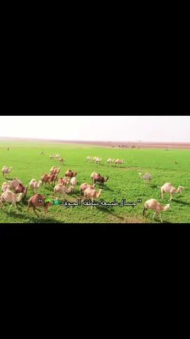 اساس الشمال🤩+ديار كل القبايل ولا لحد يزعل😙 #السرحان #الجوف #الشمال #السعودية #fyp 