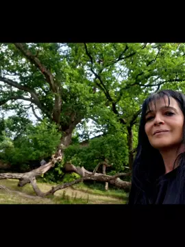 Cuando perdemos la capacidad de sorprendernos con las cosas más simples y cotidianas. Perdemos el 50% de lo que nos hace ser humanos.  Este árbol tiene mas de 800 años de historias bajo sus ramas. 🌳✨🙏🏻#reflexion #vida #Do 