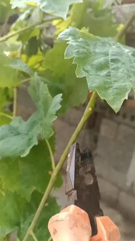 How prune grape 🍇 trees #farming #agriculture #satisfying #pruning #fyp 